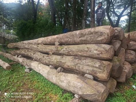 Hunsur Teak Wood Logs at Rs 4500/cubic feet | Mysore | ID: 20396053430