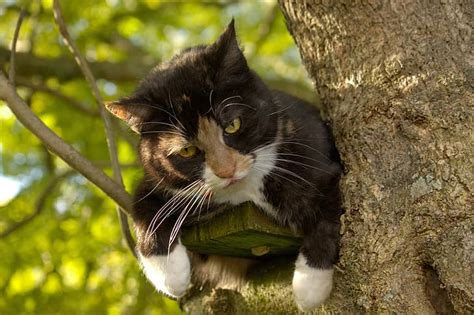 HD kotofey papéis de parede grátis baixar | Wallpaperbetter