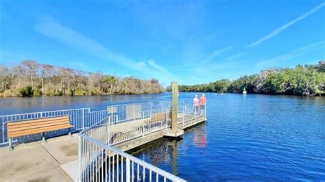 Fun Orlando Florida day trip to see manatees! Blue Spring State Park