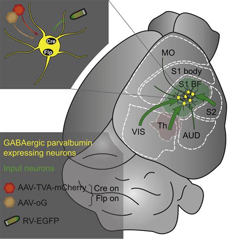 Mapping Brain Wide Afferent Inputs Of Parvalbumin Expressing Gabaergic