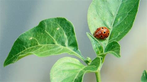 Why The Leaves On Your Pepper Plant Are Turning Yellow (And How To Fix It)