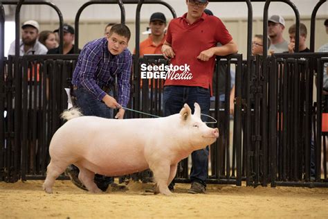 Southwest Regional Yorkshire Gilt Show National Swine Registry