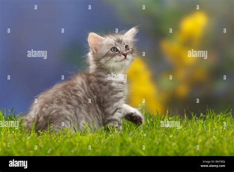 Bosques De Siberia Gatito Gato 7 Semanas Azul Plata Atigrado Gato