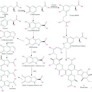 Schematic representation of the melanin synthesis pathway. | Download ...