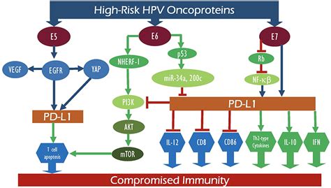 Frontiers High Risk HPV Oncoproteins And PD 1 PD L1 Interplay In