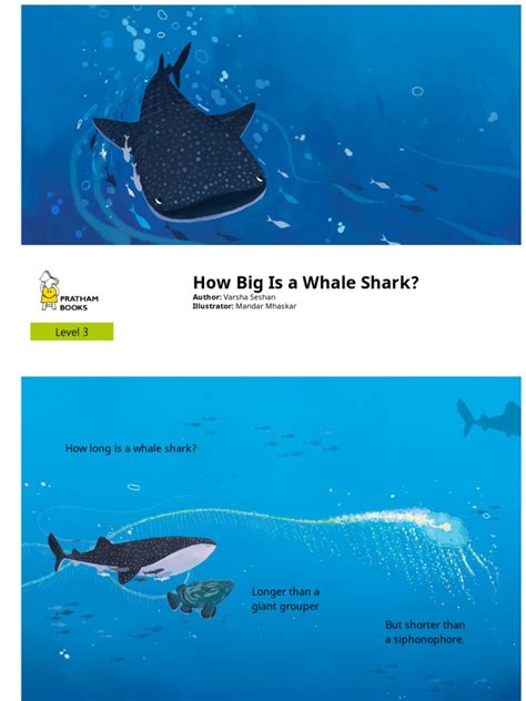 How Big Is A Whale Shark | PDF | Whales | Sharks