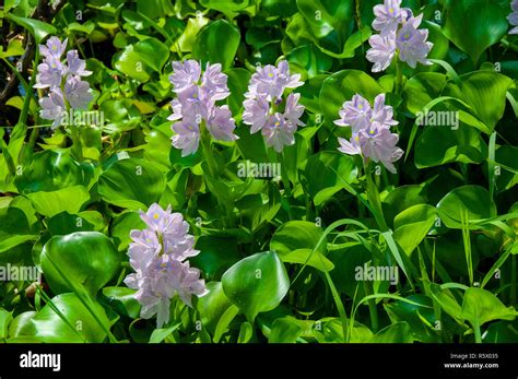 Eichhornia Crassipes Or Common Water Hyacinth Is A Fast Growing