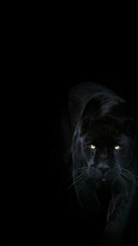 Black Jaguar Wallpapers - 4k, HD Black Jaguar Backgrounds on WallpaperBat