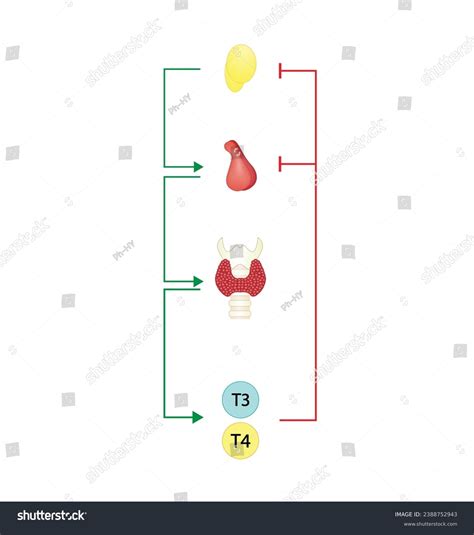 Feedback Loop Controlling Thyroid Hormone Secretion Stock Vector ...