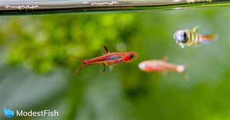 12 Best Fish (& Critters) For Your 5 Gallon Tank