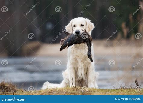 Hunting Golden Retriever Dog Carrying a Duck Stock Photo - Image of ...