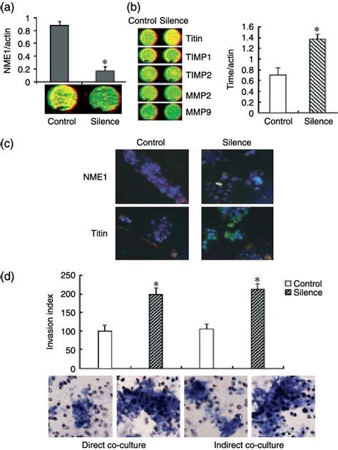 NME1 Silencing Can Promote The Invasiveness Of BeWo Cells The