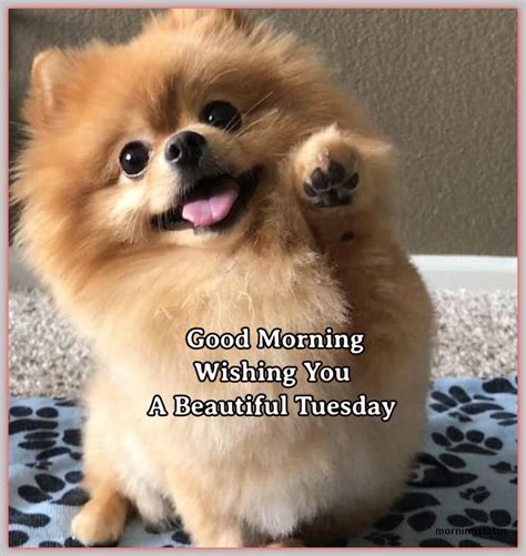 150 Good Morning Happy Tuesday Images Tuesdays Best Page 5 Of 5