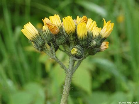 Hieracium Caespitosum Meadow Hawkweed Minnesota Wildflowers