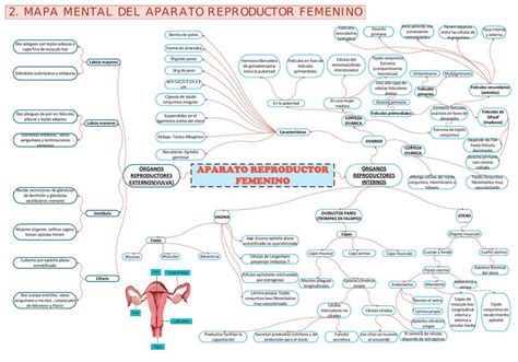 Mapa Mental Aparato Reproductor Femenino Hot Sex Picture