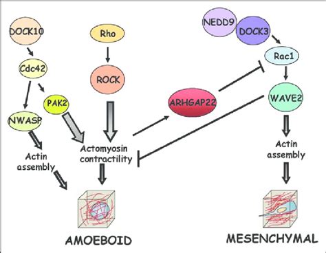 Diagram Outlining Relationships Between Rho Gtpase Signaling And Mode