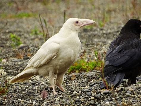 Rare White Raven Turns Heads Peninsula Clarion