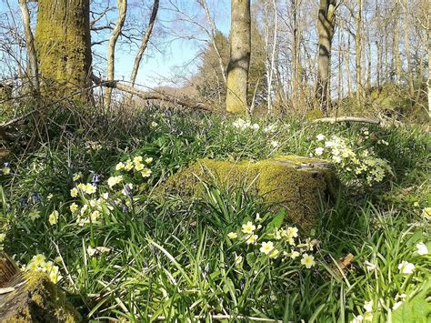 Spring Flowers in the Lake District - Thornthwaite Farm