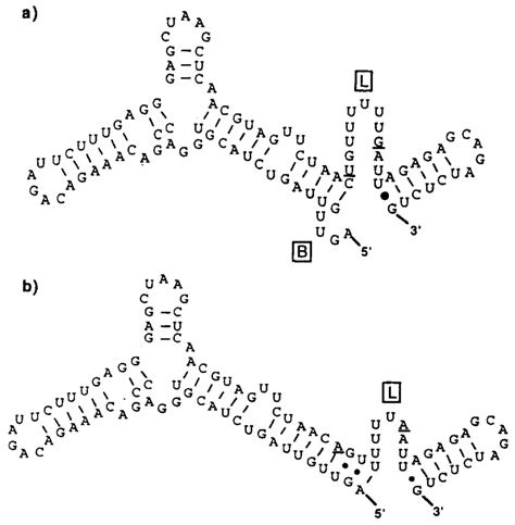 Predicted Rna Secondary Structures Formed By The Complete 5 Ntr Of Two