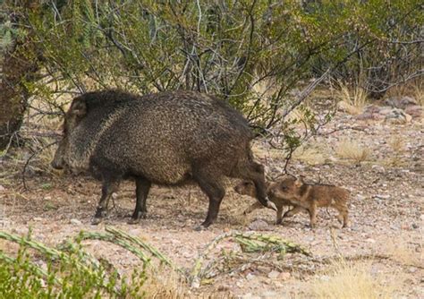 Javelina Tayassu Tajacu Collared Peccary Running With Flickr