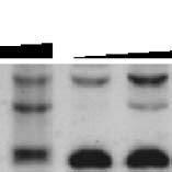 Stimulation Of The Topoisomerase Ii Mediated Dna Double Stranded