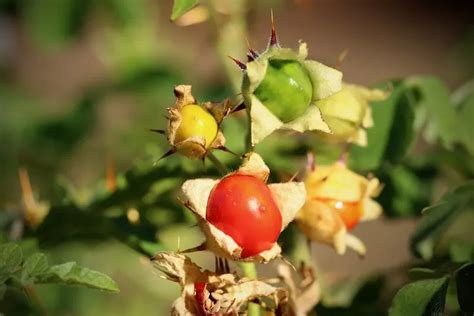 9 Manfaat Luar Biasa Buah Ciplukan Untuk Kesehatan Tubuh Dikasih Info