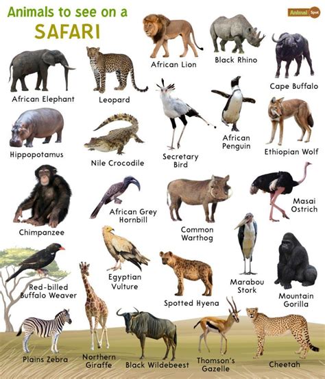 African Safari Animals – Facts, List, Pictures, Chart, and More 