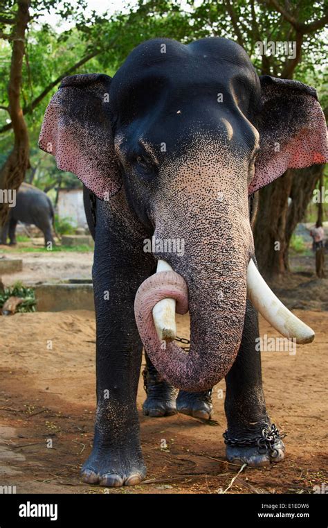 India, Kerala state, Guruvayur, elephant center, training for the ...