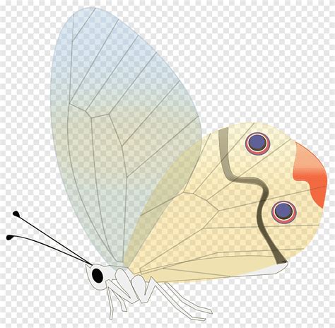 Iconos De Computadora Mariposa Alas Alas Insectos Png Pngegg