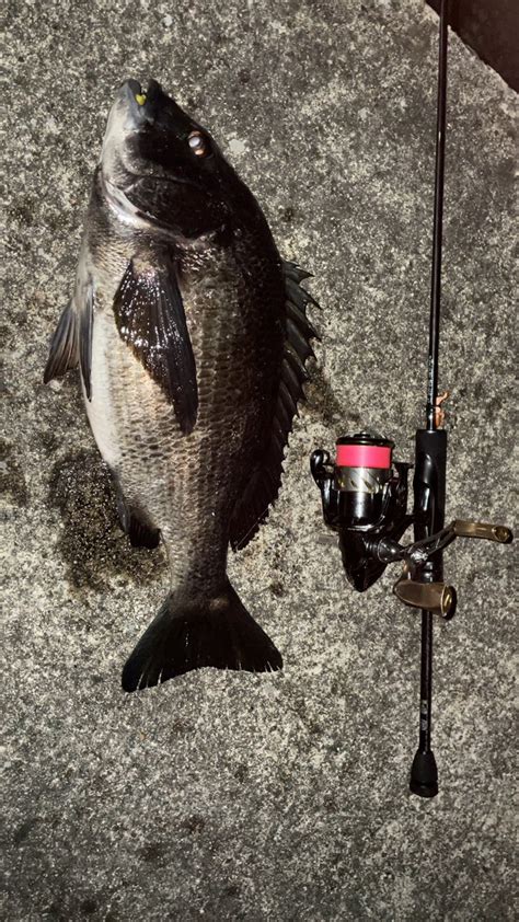 おチヌ様 兵庫県瀬戸内海側 須磨1 メバリング メバル 陸っぱり 釣り・魚釣り 釣果情報サイト カンパリ