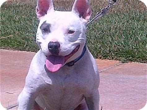 Hermosa, CA - French Bulldog/Bull Terrier Mix. Meet Archie a Dog for Adoption.