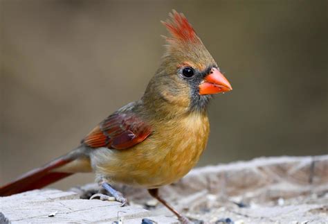 Female Cardinal Bird 19572654 Stock Photo at Vecteezy