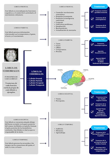 Unidad Tarea Corteza Cerebral Y Complejidad Humana