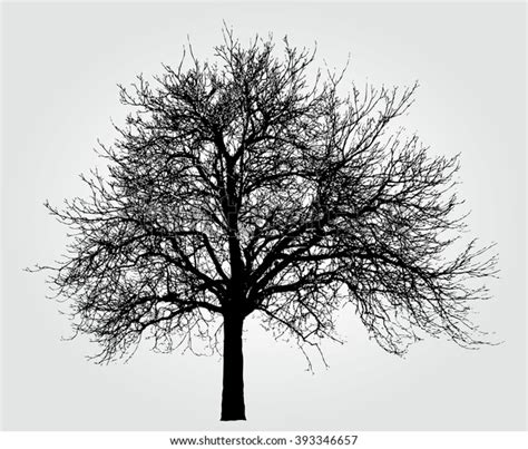 Vector Drawing Big Naked Winter Tree Stock Vector Royalty Free Shutterstock