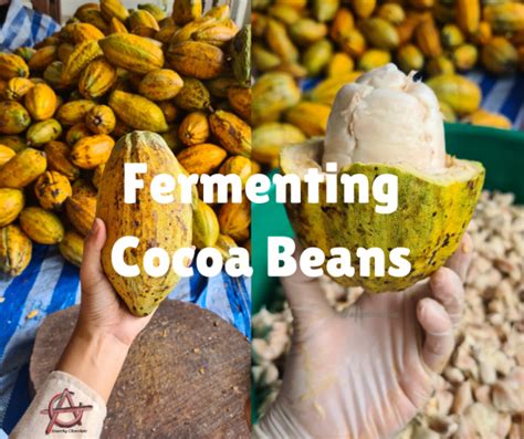 How Do You Ferment Cocoa Beans Anarchy Chocolate