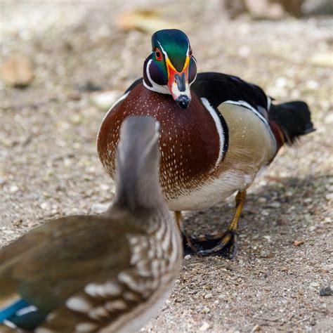 Wood Duck Free Stock Photo Public Domain Pictures