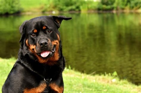 German Vs American Rottweiler What Are The Differences