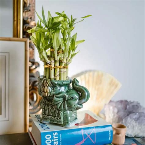 8 Feng Shui Strategies For Arranging And Caring For Houseplants