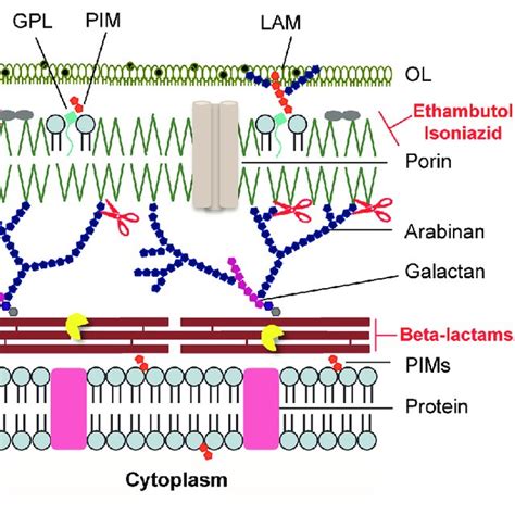 Schematic Representation Of The Mycobacterial Cell Envelope Layers