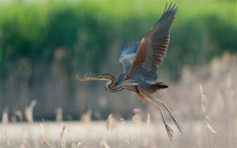 Great blue heron flying, wings, grass wallpaper | animals | Wallpaper ...