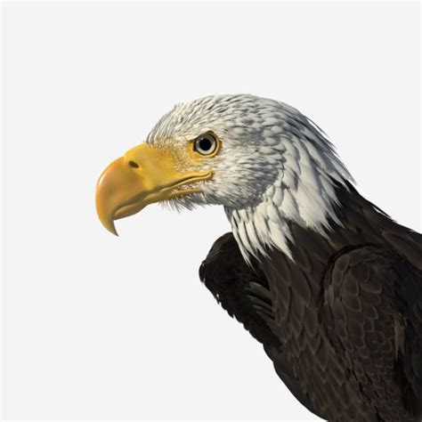 Eagle 3D Models for Download | TurboSquid