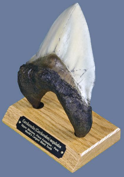 Megalodon Tooth Size