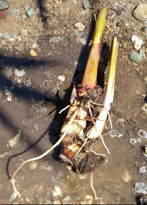 Canna Lily King Humbert Yellow Orange Plant Rhizome Bare Root Live