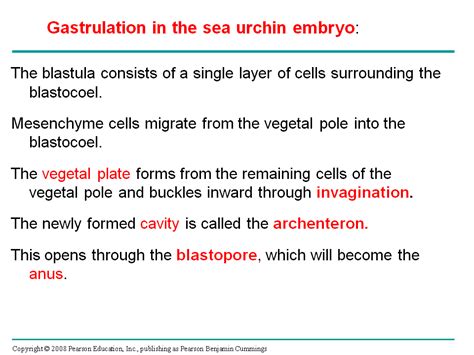 Gastrulation