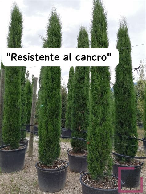 CUPRESSUS SEMPERVIRENS ITALICO ® VASO - Vivai Marche
