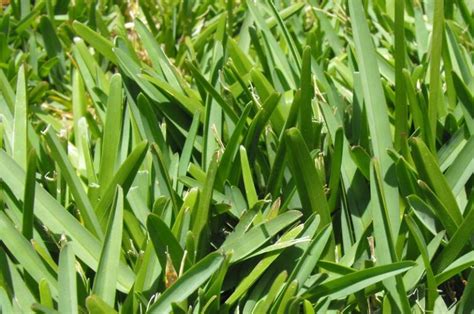 The 4 Best Kinds Of Grass For Southern California Chuck S Landscaping