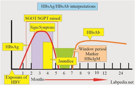 Hepatitis B Virus HBV Diagnosis And Treatment