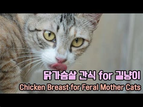 Cooking Chicken Breast For Feral Mother Cats YouTube