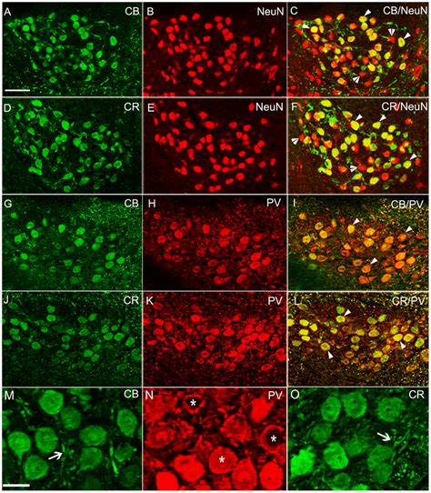 Fluorescent Double Labeling Of Cabps In Nm A G And D J Show Cb And