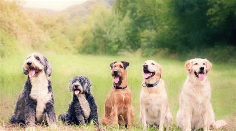 Wann Ist Ein Hund Ausgewachsen Ratgeber Vom Profi